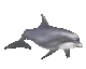 dolphin