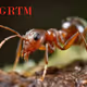 ALRTM1