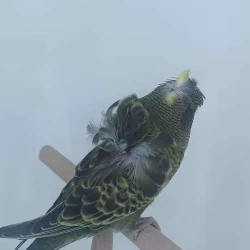 Lovely helicopter black face budgie