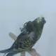 Lovely helicopter black face budgie