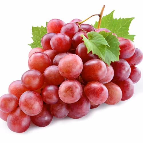 Vinograd