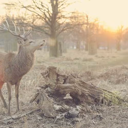 Spiritual Revolution