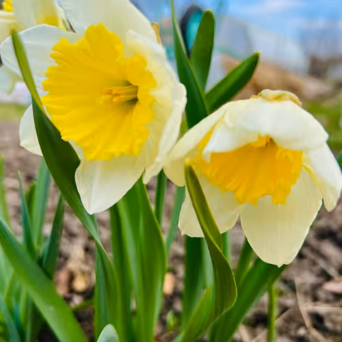 Flowers Collection (2)