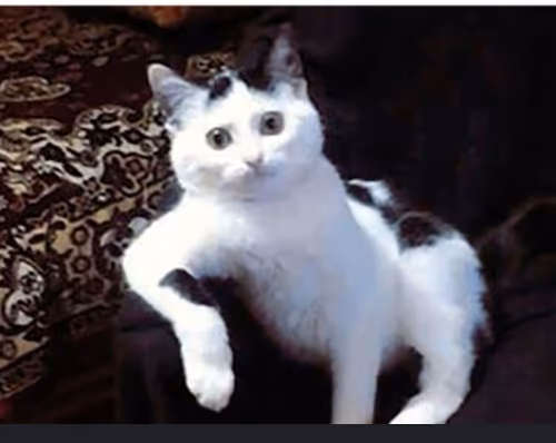 cats2024
