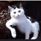 cats2024