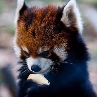 Red panda