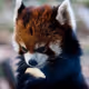 Red panda