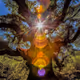 Radiance Zora