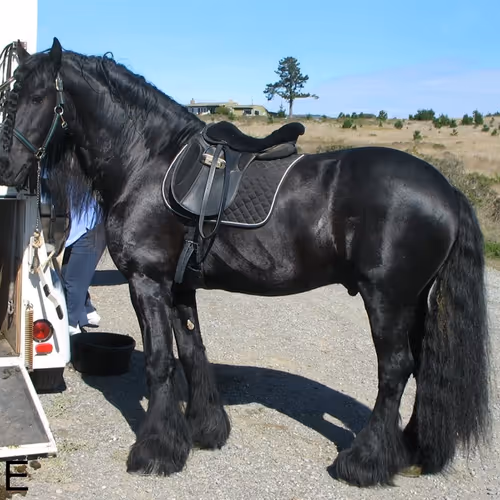 Horses