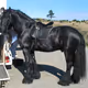 Horses