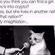 pure cat