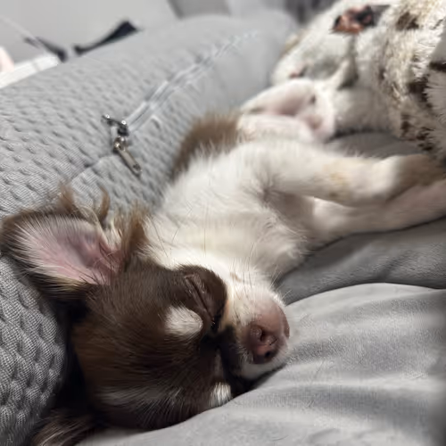 Sleeping Chihuahua