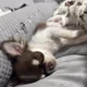 Sleeping Chihuahua