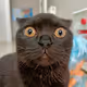 confused cat :)