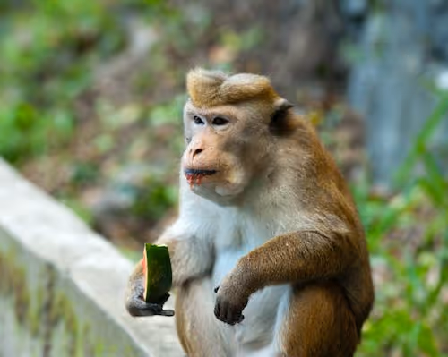 monkey