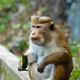 monkey