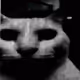 cat of the internet