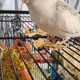 Parrot cockatiel - Talking Bird