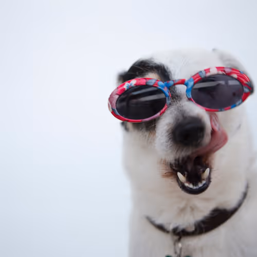 DOGGGOOO