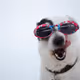 DOGGGOOO