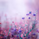 Flowersings