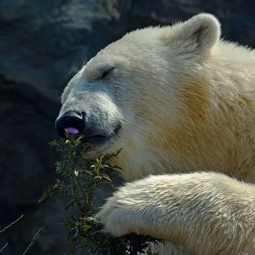 White Bear