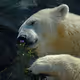 White Bear
