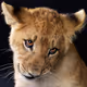 lion child