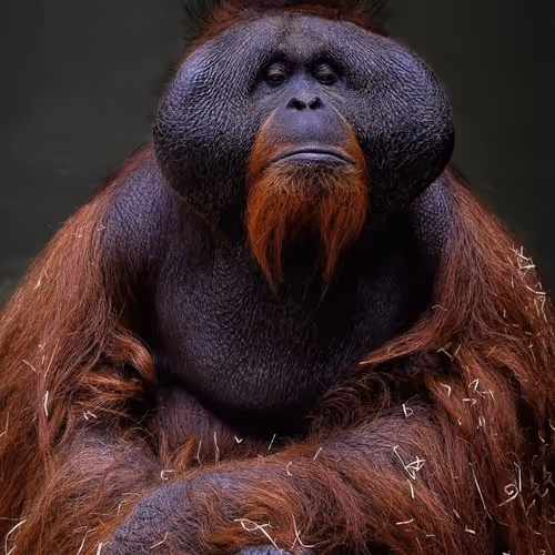 Monkeys by Orang Outan