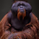 Monkeys by Orang Outan