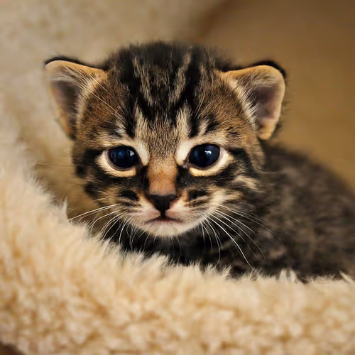 cate