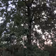 ZorbTree
