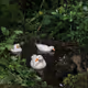 ducks