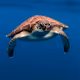 Sea turtles