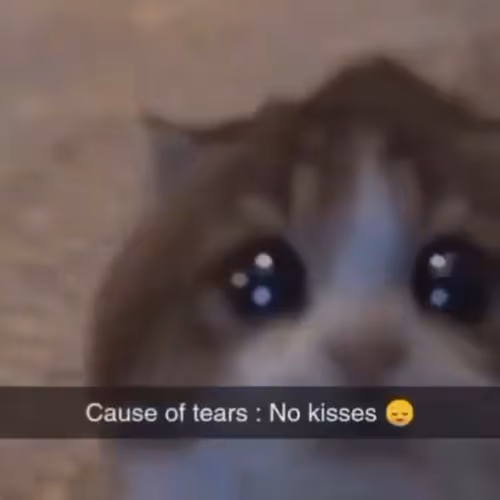 No Kisses Cat