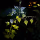 Mystical Flora