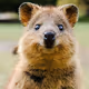 Quokka