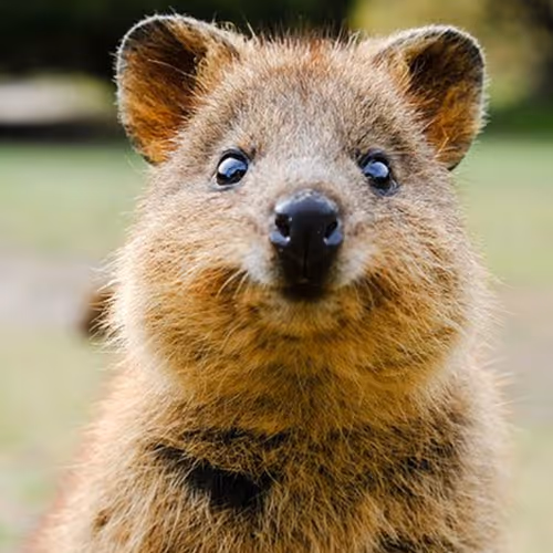 Quokka
