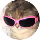 Fashion Cat