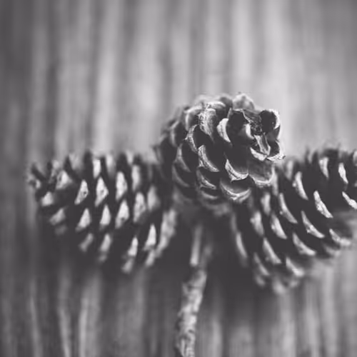 Dispatched Absolutely Hour