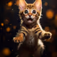 cattie begin