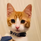 CHAKI