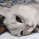 imagine white cat