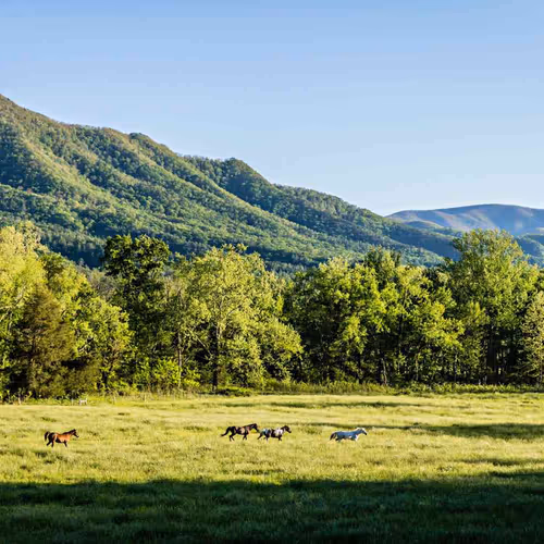 Wild horses
