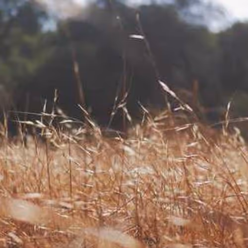 Mood Exclusively Pets