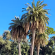 Palms