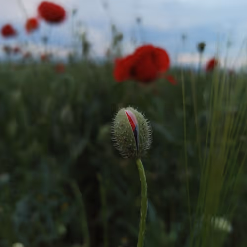 poppy