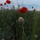 poppy