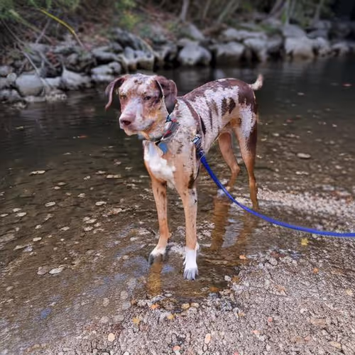 Catahoula Cool-027