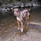 Catahoula Cool-027